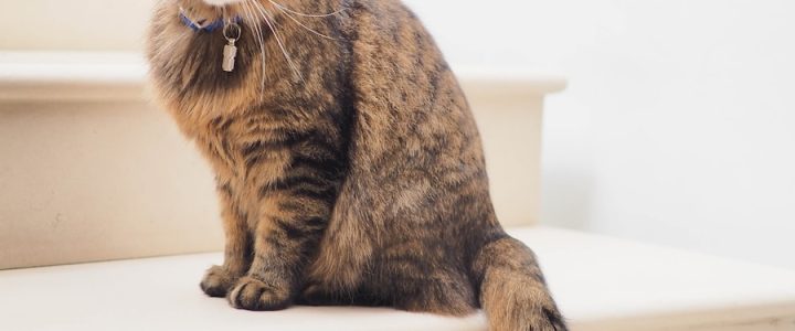 brown tabby cat on white stairs